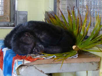Iris chimp rescued