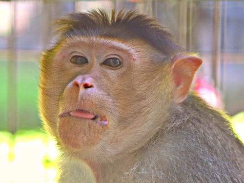 rescued macaque