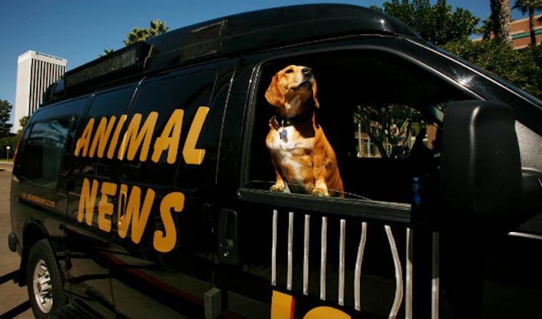 Animal News Van