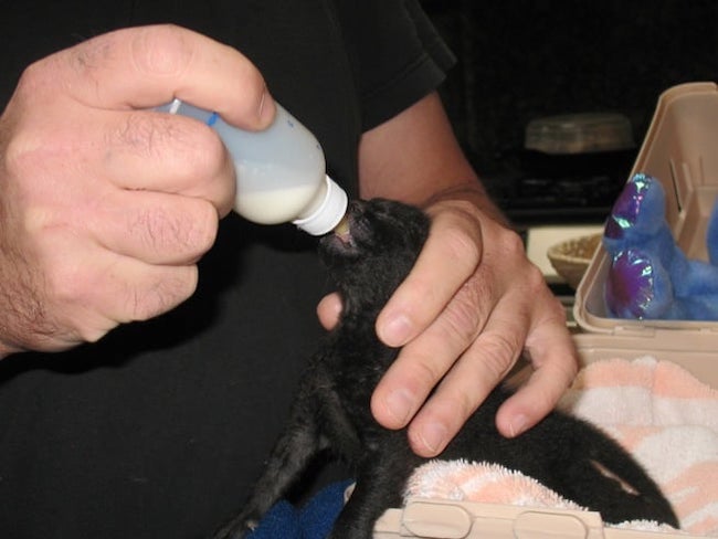 bottlefeeding kitten