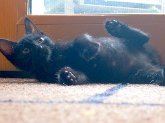 Kitten Kenny