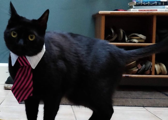 Cat Kenny