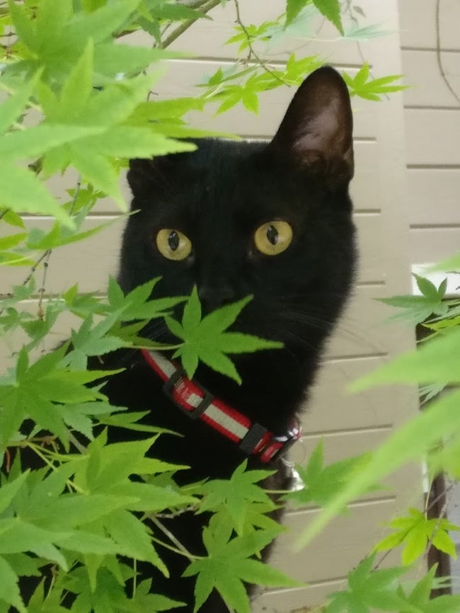 Cat Kenny