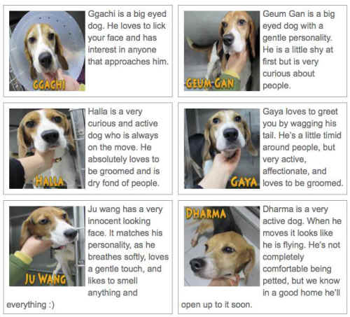 Korean rescued beagles
