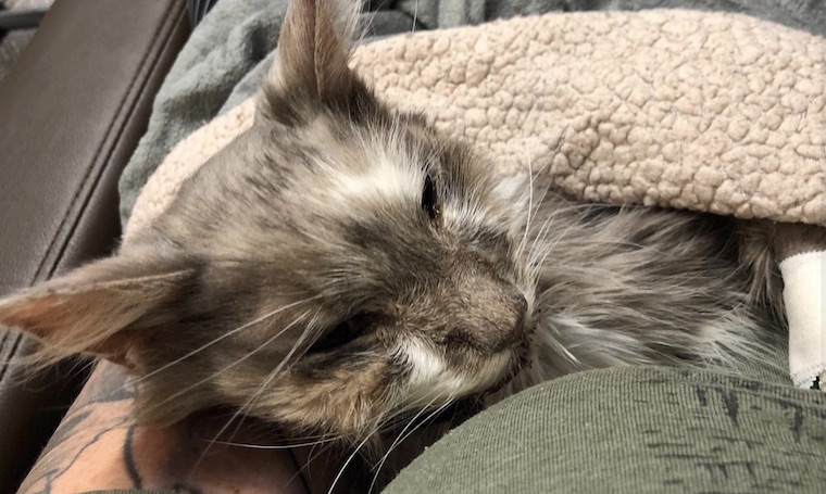Cat Kumori