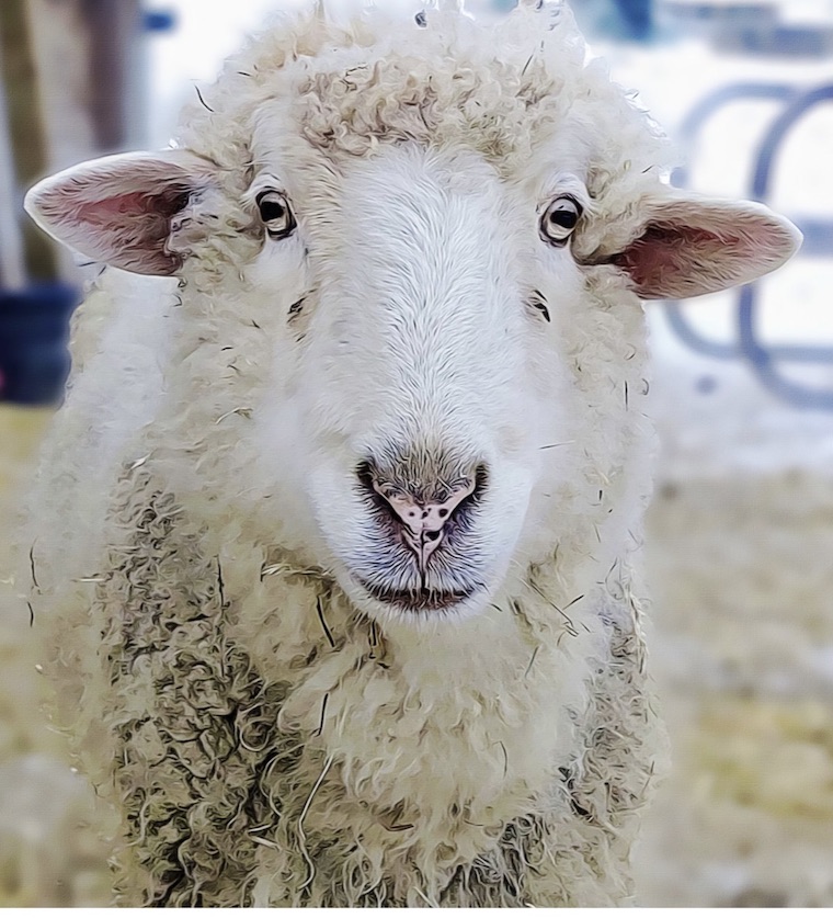Lamb Lamby