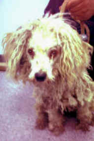 a-lammy-before_small