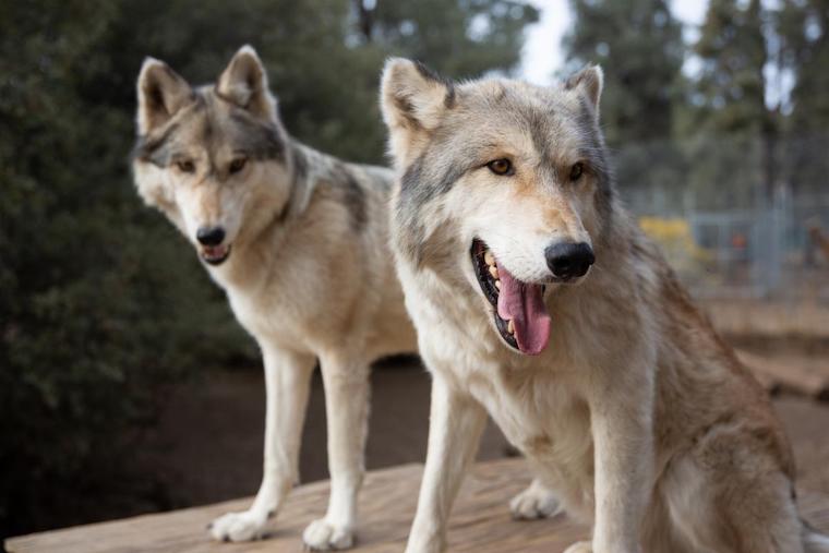 Wolves Twiggy Big Boy