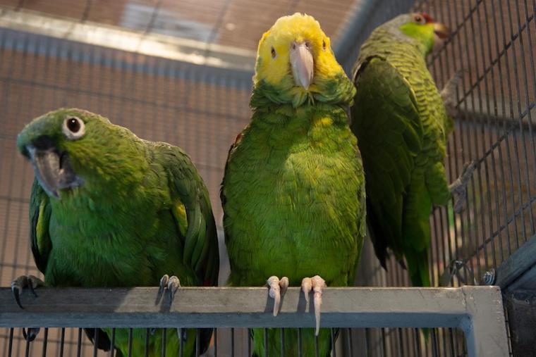 Parrots Ruby Joey Gomez