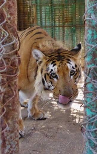 laziz tiger