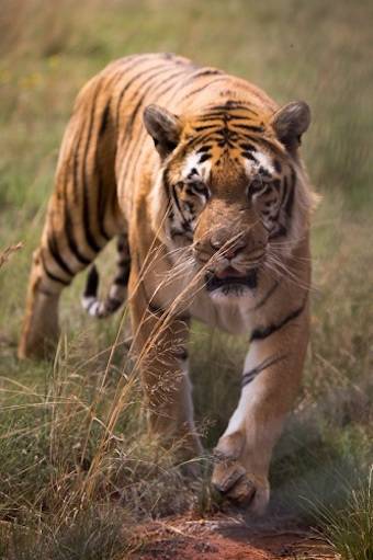 laziz tiger