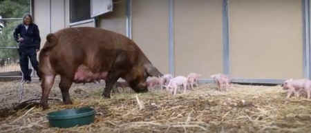 Rita and piglets