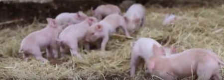 rescued piglets