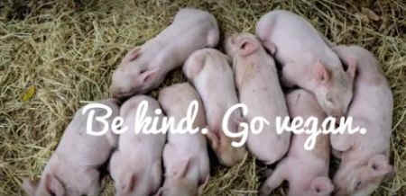 rescued piglets