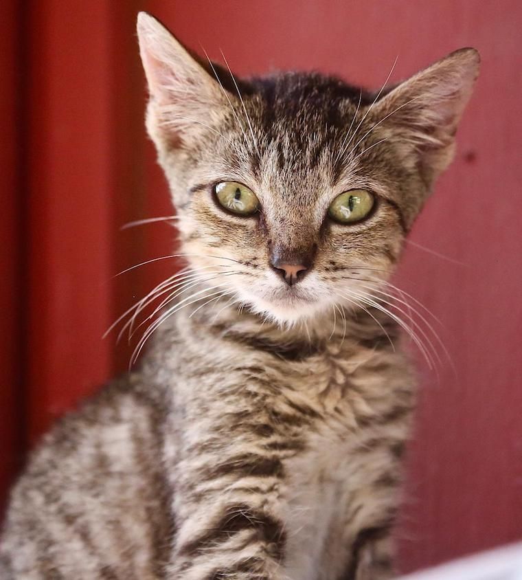 Rex Kitten