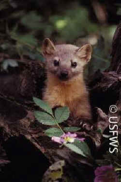 pine marten fur trap