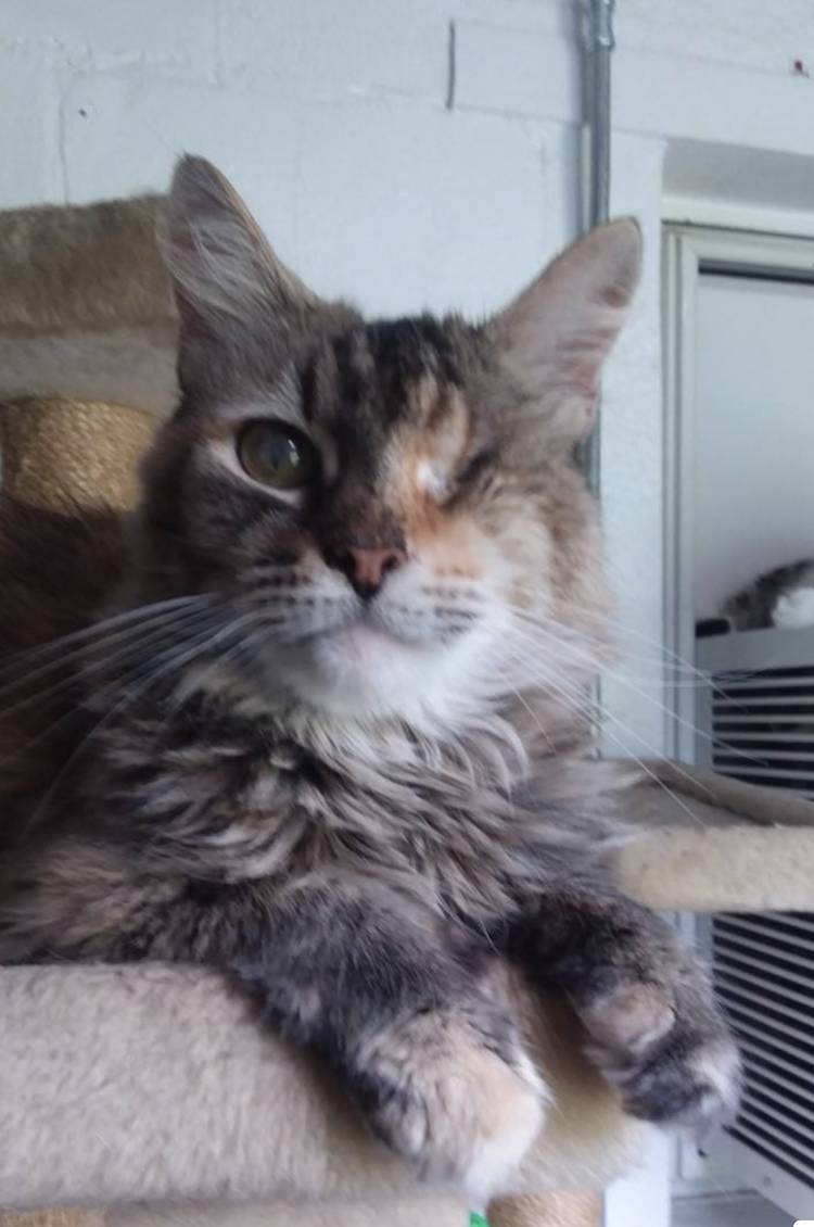 Cat Lily