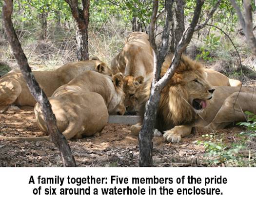 rscued liones at sanctuary