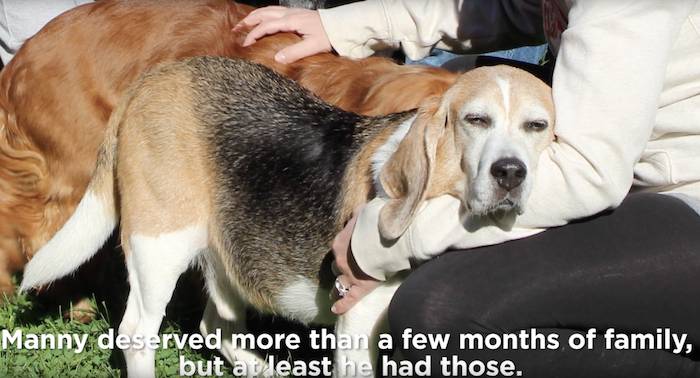beagle manny sklar
