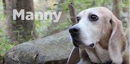 manny sklar beagle