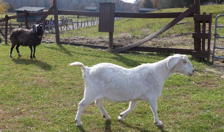 Goat Lucia