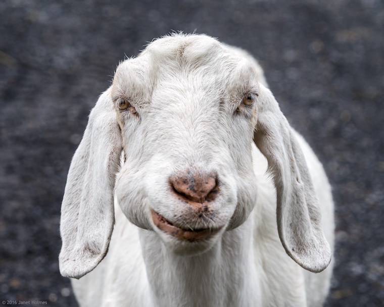 Goat Lucia