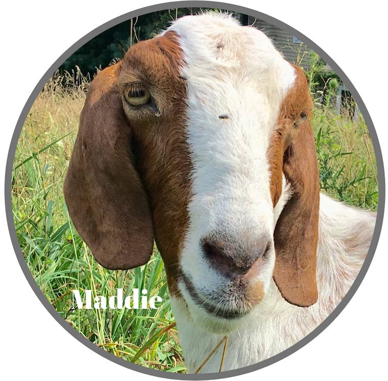 Goat Maddie