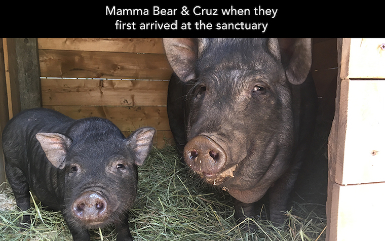 Pig Mamma Bear