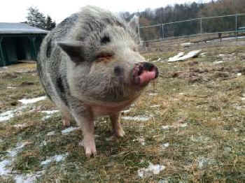 potbelly pig