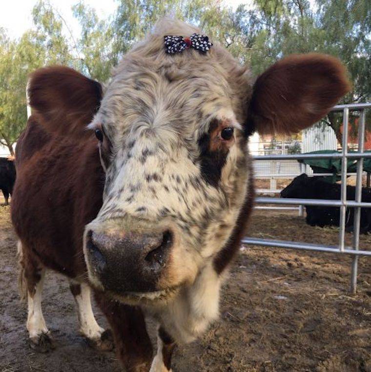 Karma Cow