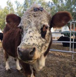 Cow Karma