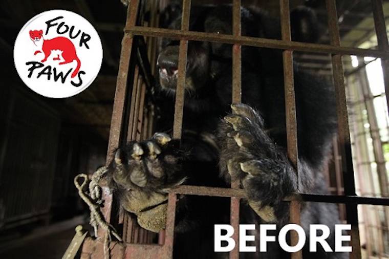 bear bile cage