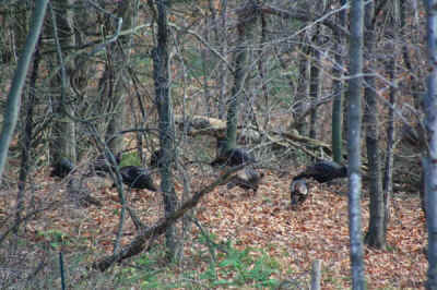 turkey wild turkey VINE sanctuary