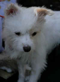 In Defense of Animals dog meat