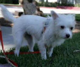 In Defense of Animals dog meat