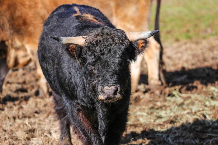 Davey bull