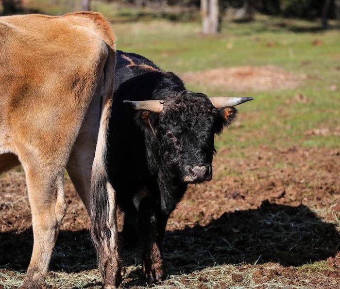 Meet the Bull Who Broke Into the Sanctuary: Animal Stories from  