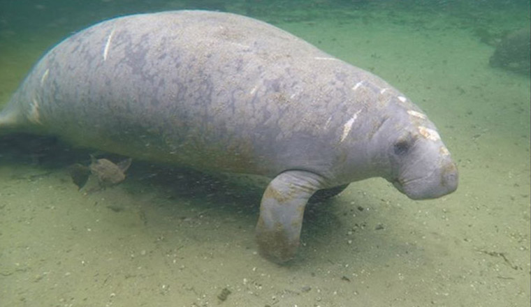 Merlin Manatee