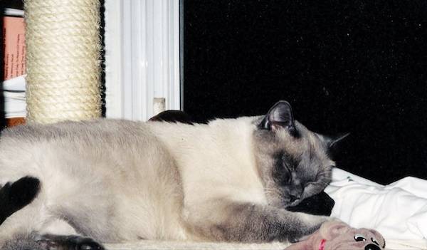 Cat Mike