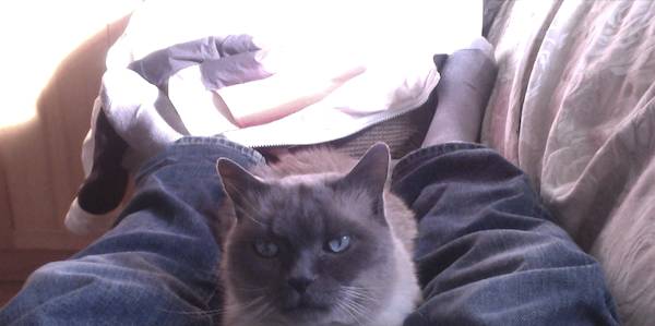 Cat Mike