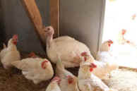 Margaret turkey sanctuary