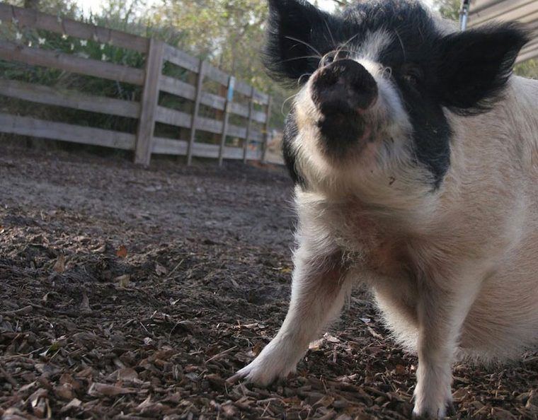 happy Pig
