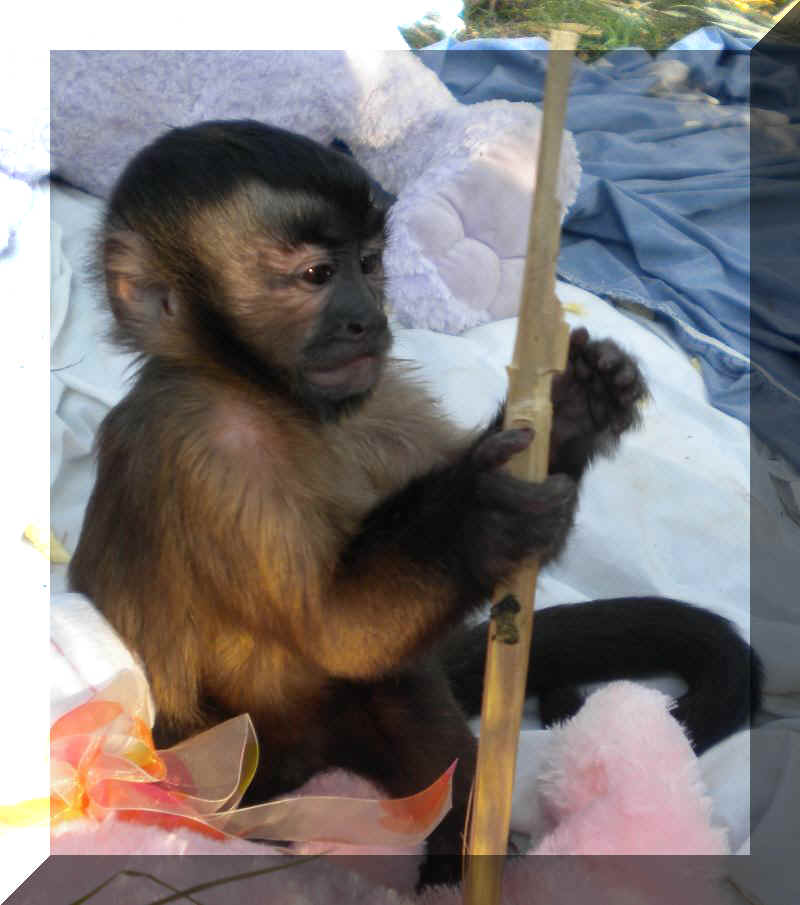 Jungle Friends rescue monkey