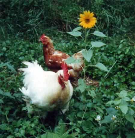 chickens Henry Muffie