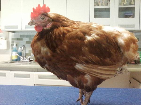hen queenie
