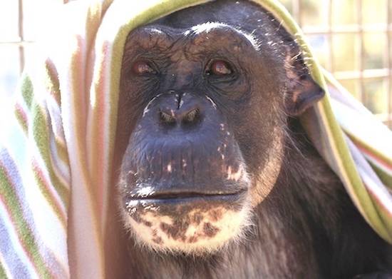 negra chimp