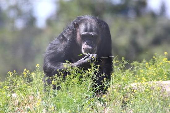 negra chimp
