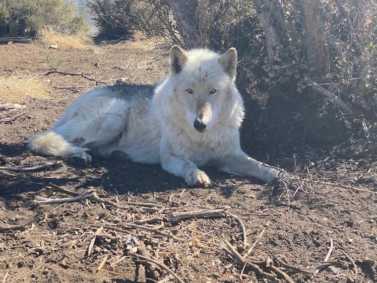 Wolf King