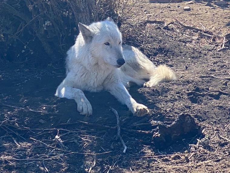Wolf Lady