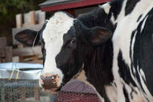 Hope dairy cow sanctuary